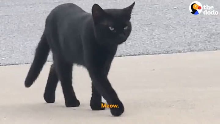 Encontró un gato bajo un auto y nunca imaginó que ese momento le cambiaría la vida