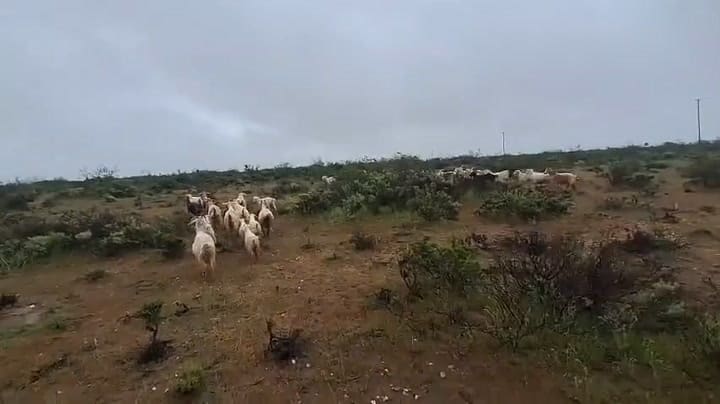 Las chivas fueron encontradas gracias a un dron