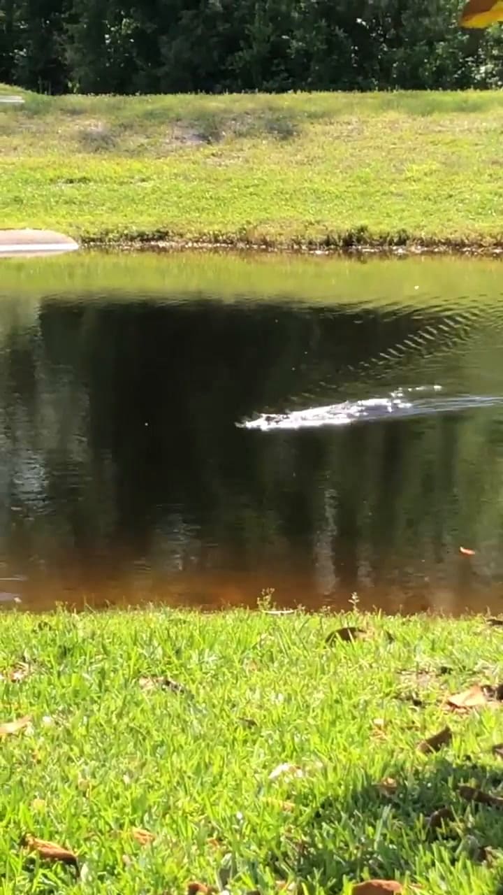 Un residente de Florida captó una peculiar pelea entre un caimán y una serpiente