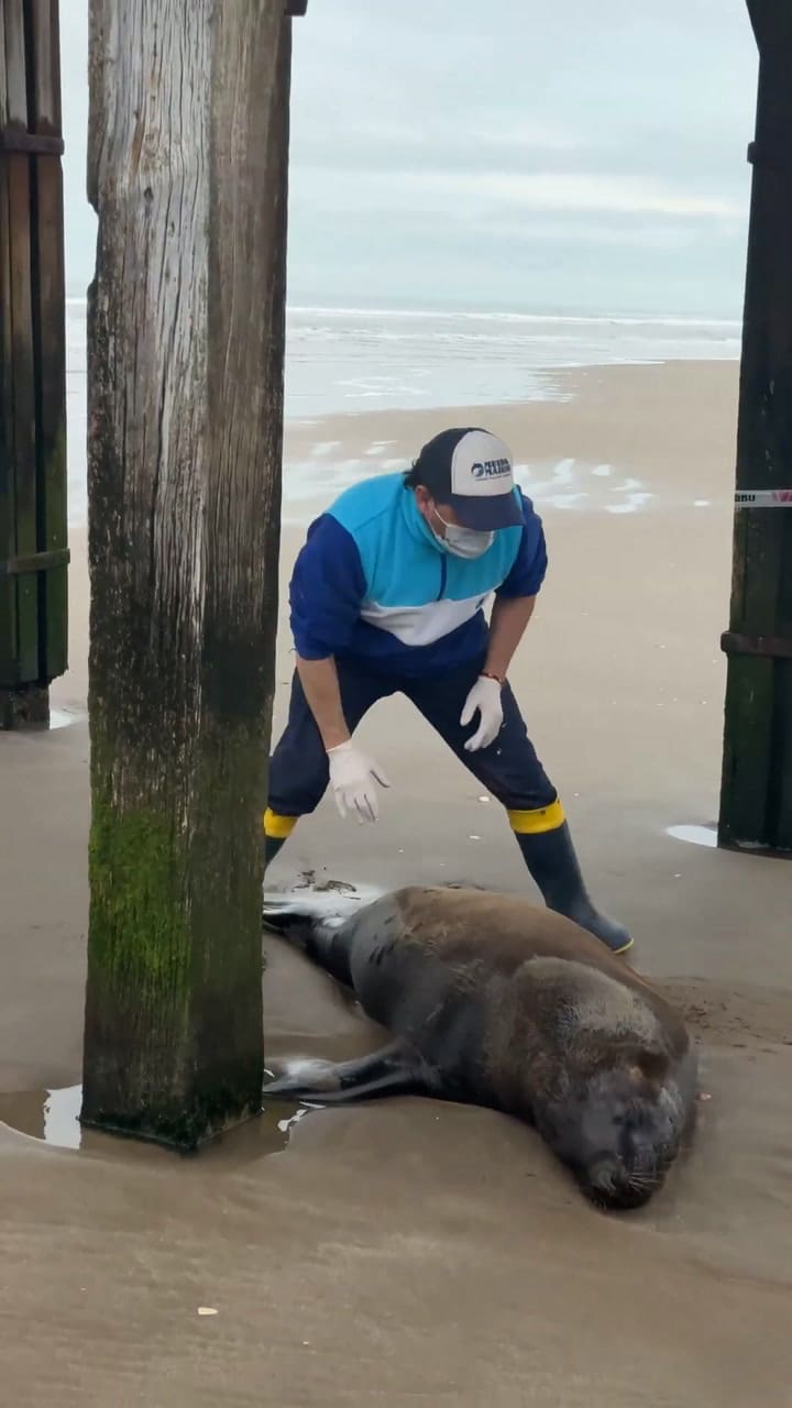 El lobo marino fue disparado en Santa Teresita