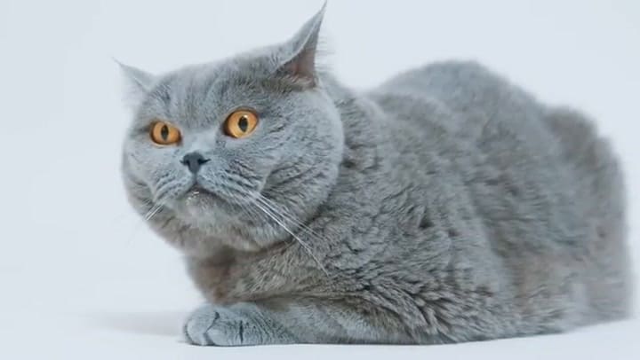 Según el veterinario Carlos Gutiérrez, así suelen comportarse los gatos grises