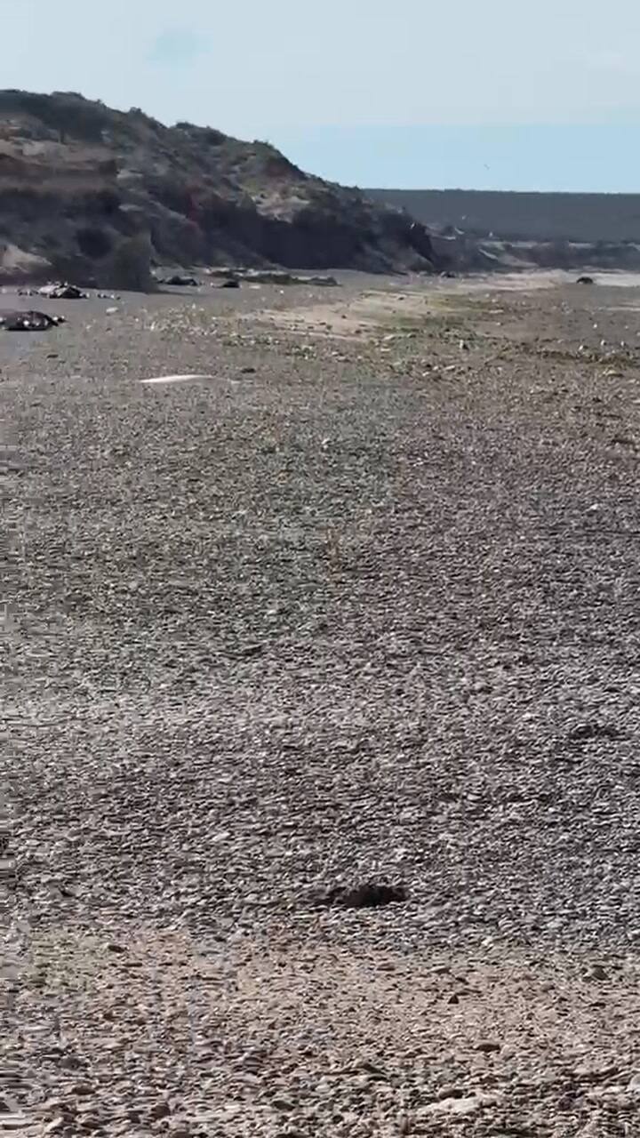 Preocupa la muerte de ballenas