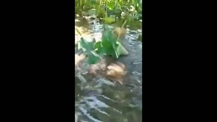 Fueron a pasar el día a un lago en La Plata y se encontraron con un sábalo