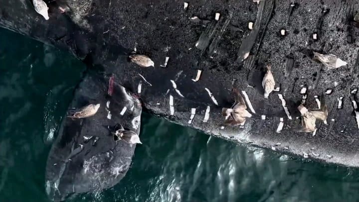 Ballenas muertas en Puerto Madryn