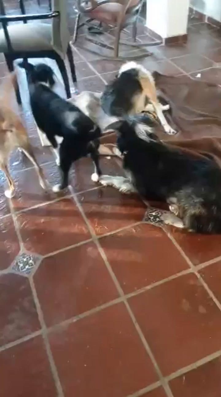 Batalla campal