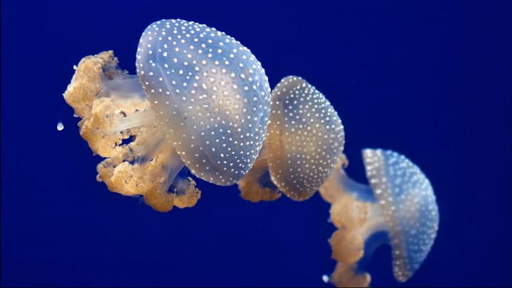 Datos de las medusas australianas de manchas blancas que invaden las playas de Texas.