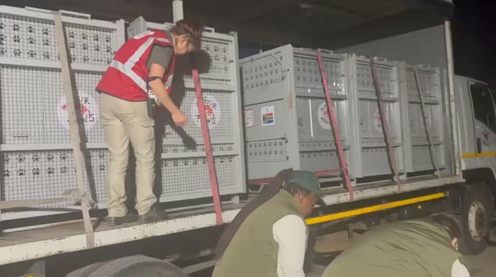 El chequeo de los animales en la primera noche en el santuario