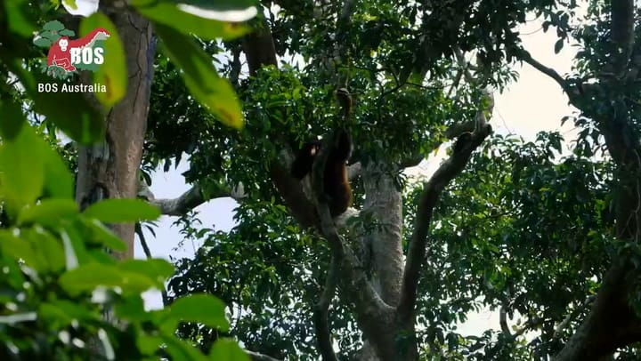 Borneo Orangutan Survival: la fundación de Indonesia para el cuidado de orangután Borneo