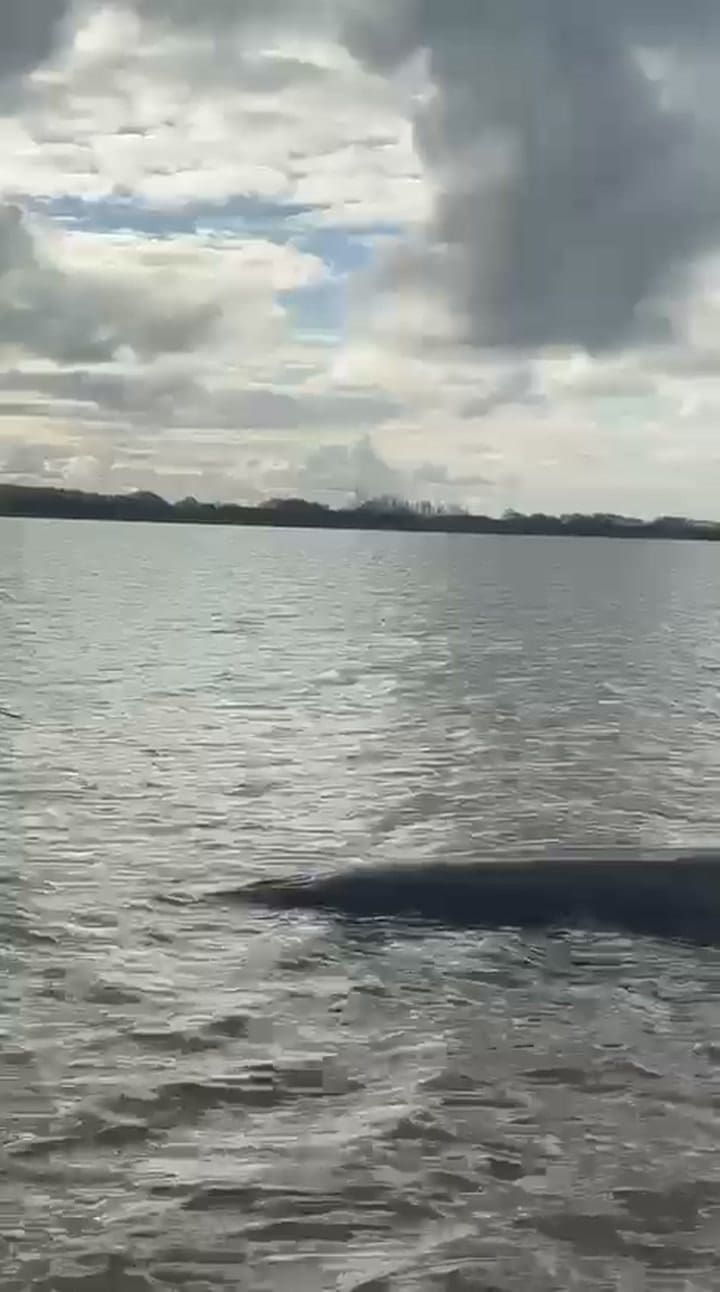 Una ballena quedó varada en la costa de San Isidro