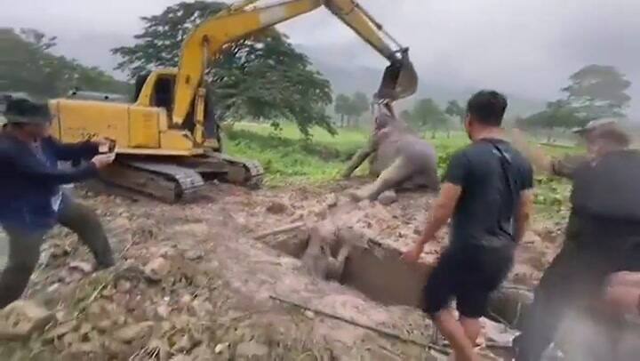 Veterinarios salvan a mamá elefante por medio de reanimación RCP