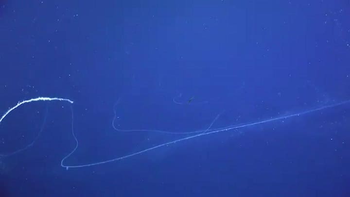Filmaron en el fondo del mar el animal más largo jamás registrado