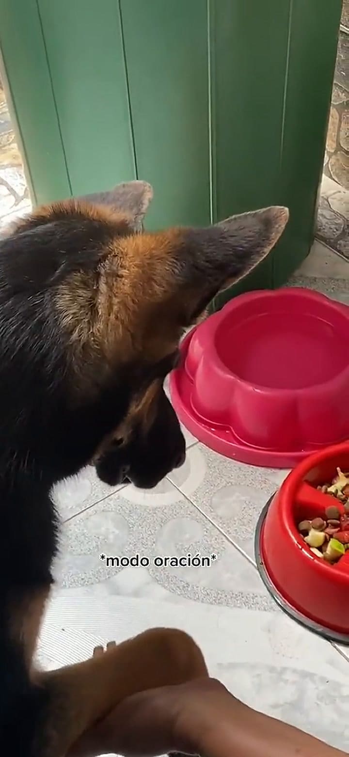 Le dejó el perro a su abuela para cuidarlo y se lo devolvió con un extraño hábito