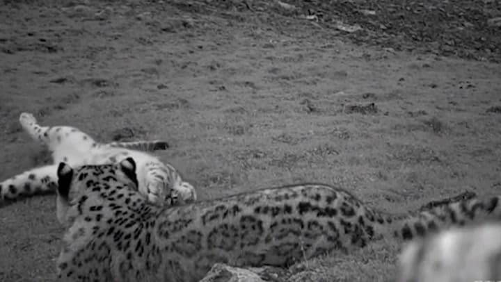 Una cámara oculta capta el tierno momento en el que un leopardo juega con su cría - Crédito: Lad Bib