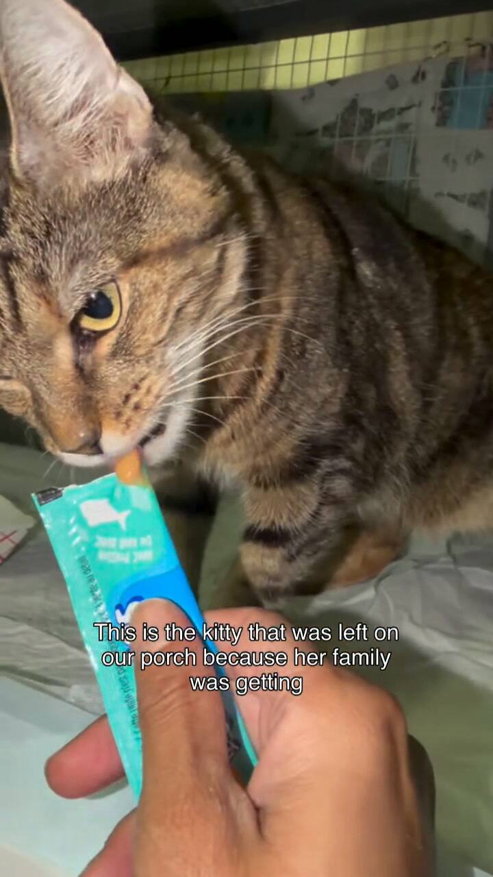 La historia de Mia, la gata que fue dejada en un refugio con una nota desgarradora-zIjpXuXoMTWiy8fXa5s31vmU8MPtvOIIT9g