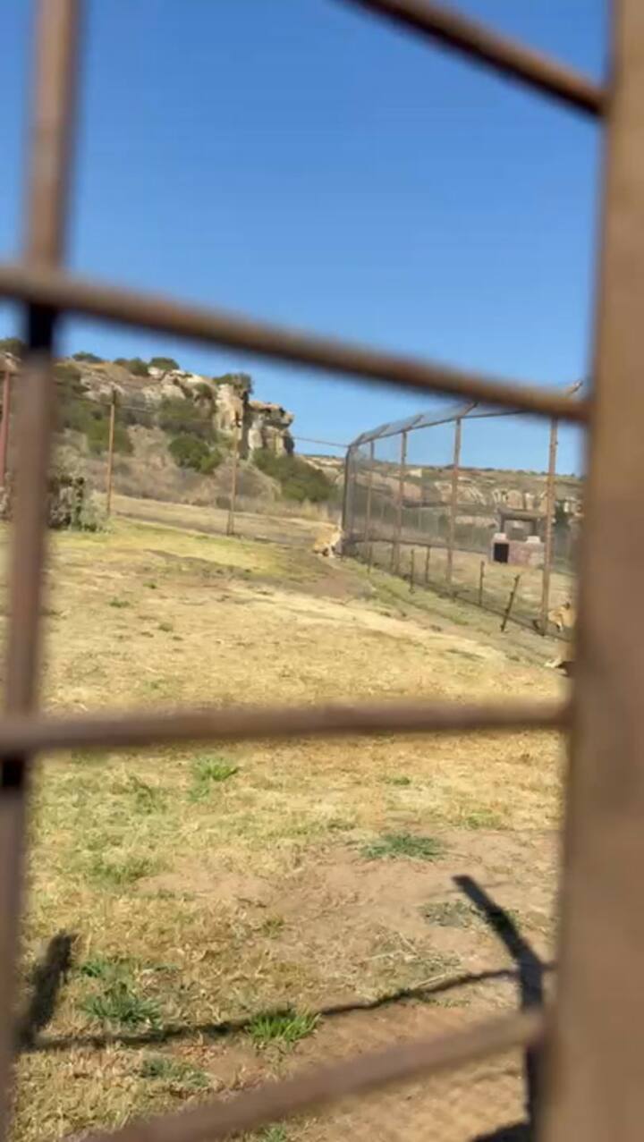 Un liberación en el santuario