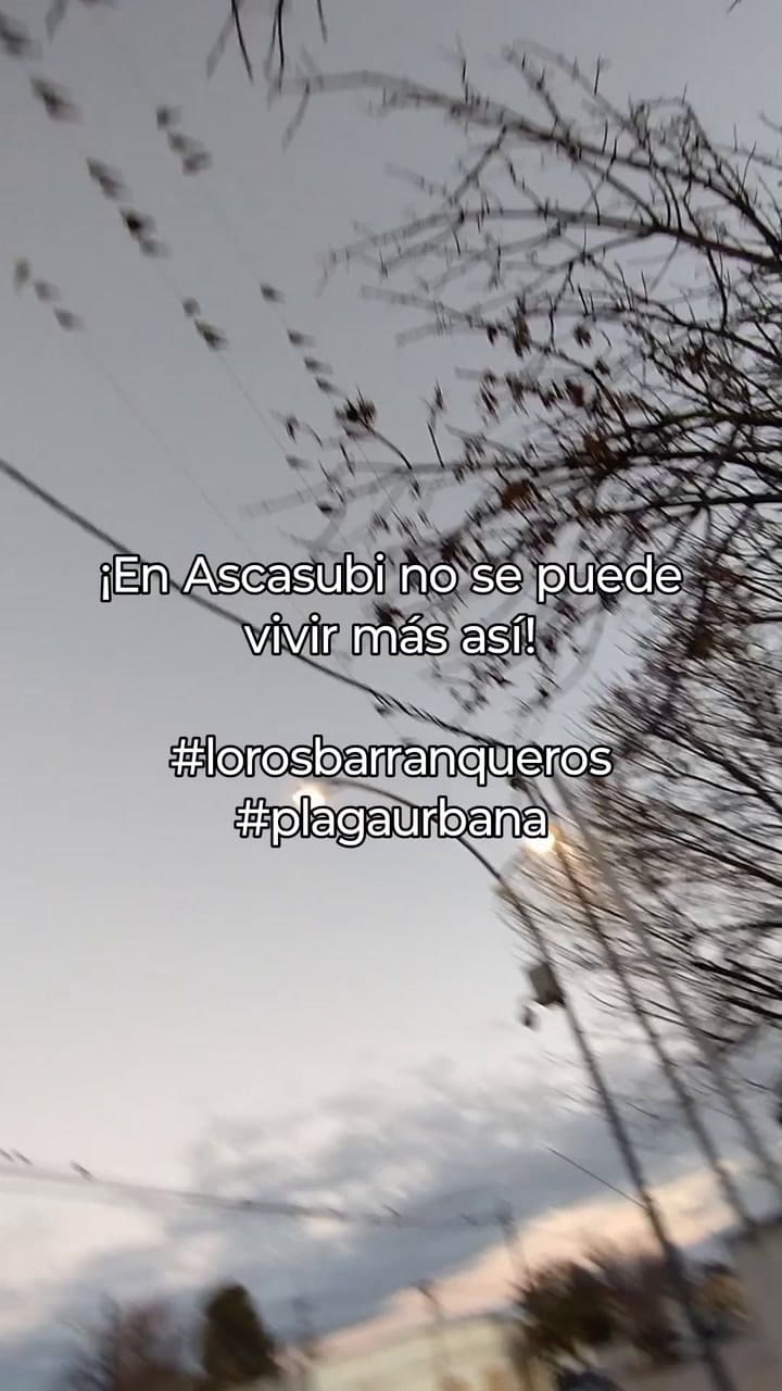 En Hilario Ascasubi Los Loros Invaden El Pueblo Contaminando Con Sus Excrementos Y Provocando Otras Problemáticas Como La Contaminación Sonora, Cortes De Luz Que Ocasionan Quema De Electrodomésticos, áRboles