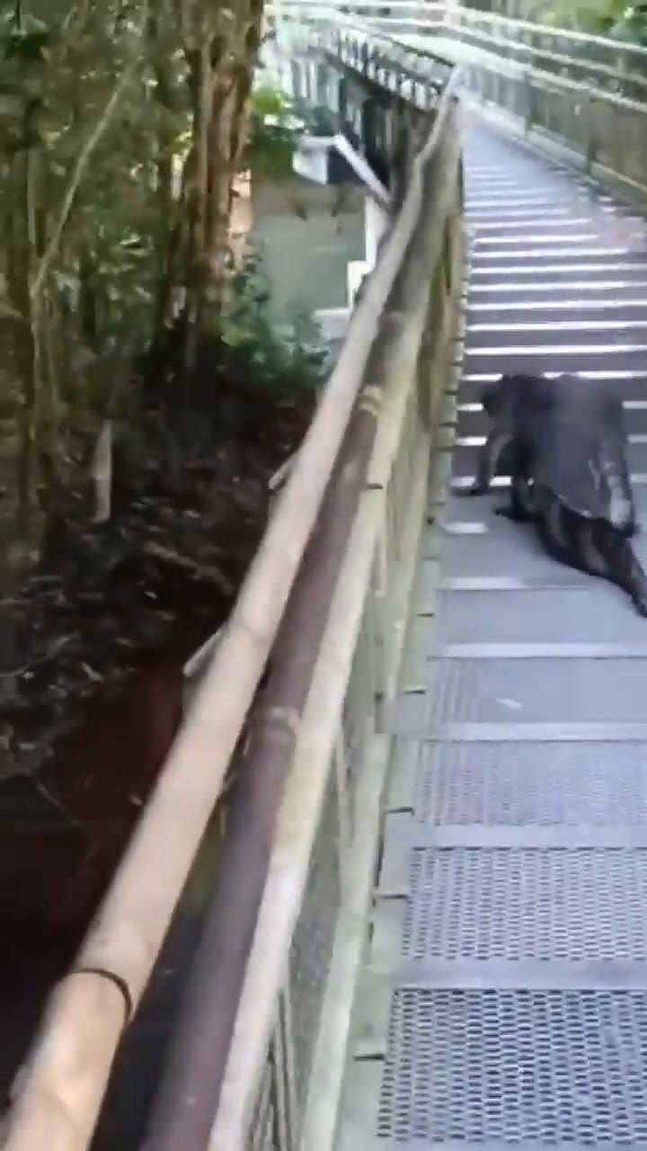 Un yacaré caminó por una de las pasarelas del Parque Nacional Iguazú y causó el temor de todos