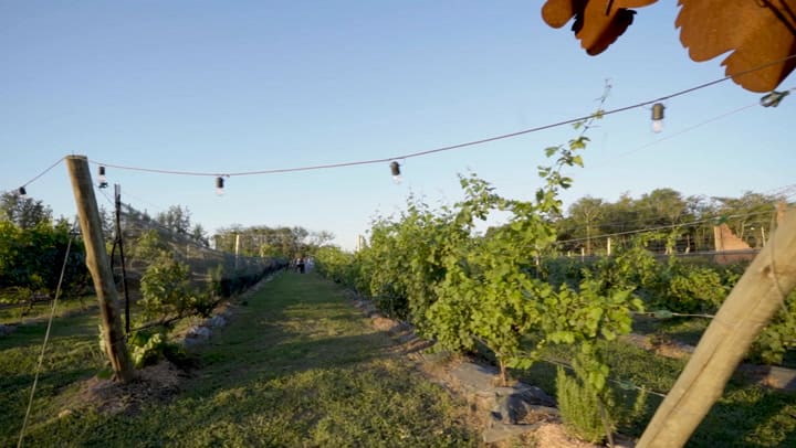 Bodega Nueva Corinema