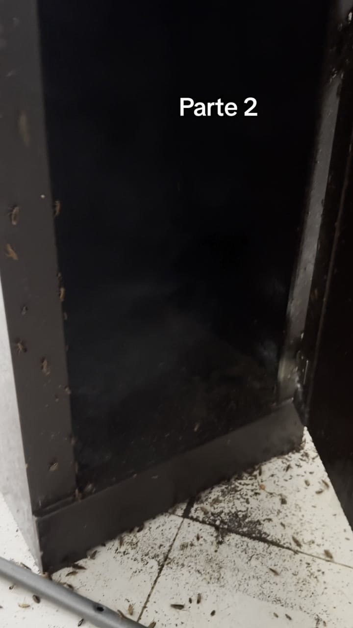 Parte 2 #Cucarachas #Cucaracha #Fuminap #Diariodeunfumigador #Fumigador #Vypシ #Plagas #Controldeplagas #Fumigacion #Fumigadorenpuebla #Parati #Plagasencasa