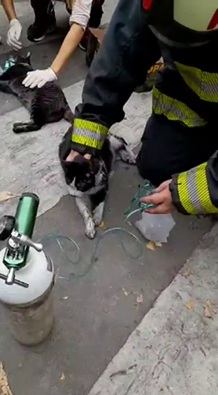 Rescataron a una mujer y a dos gatos de morir asfixiados en un incendio