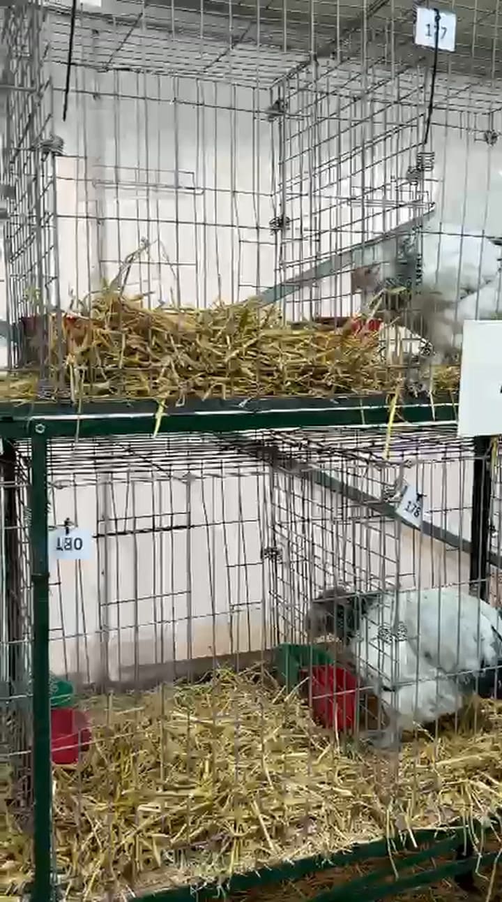 Volvieron las aves a la Exposición Rural
