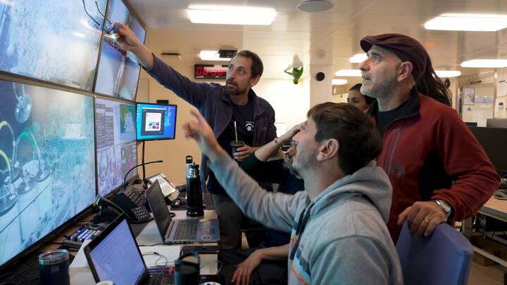 Un tesoro oculto en el cañón de Mar del Plata: hallan 57 nuevas especies marinas - Gentileza Schmidt Ocean Institute