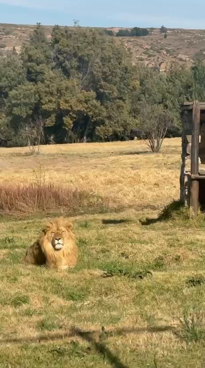 La vida en los recintos definitivos de un grupo de leones trasladados desde Sudán