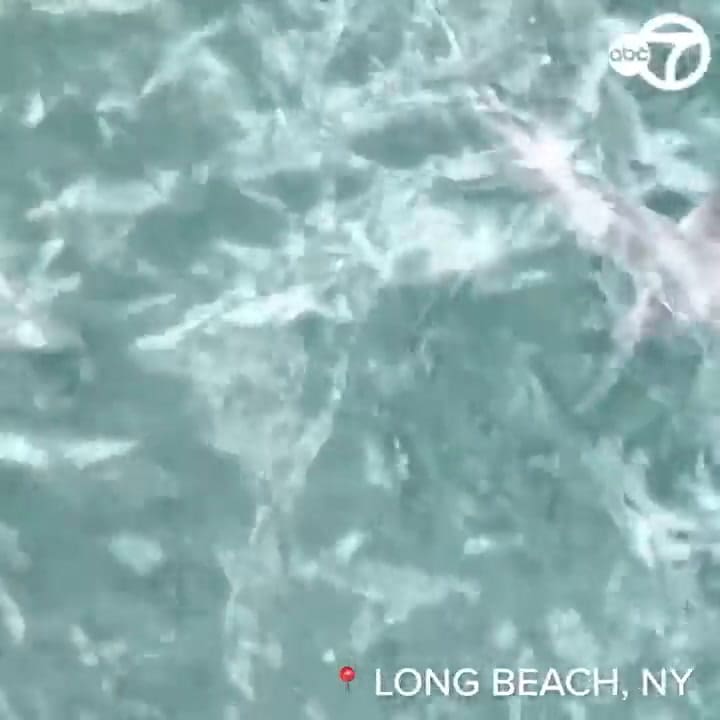 Los avistamientos de tiburones se han incrementado en Long Island en los últimos meses