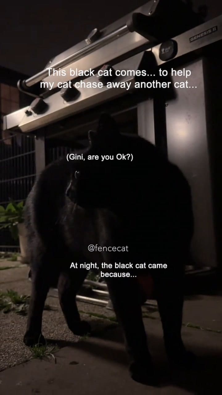 La historia del triángulo amoroso felino que tiene a millones de usuarios de Tik Tok al borde del asiento
