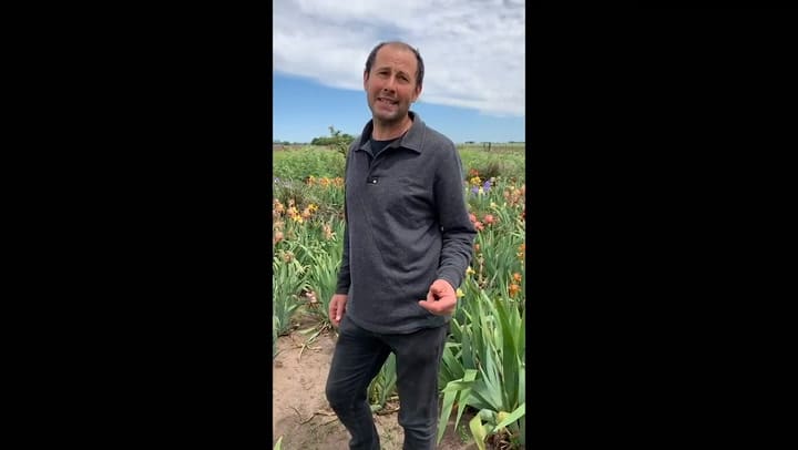 Mauro Zuzul