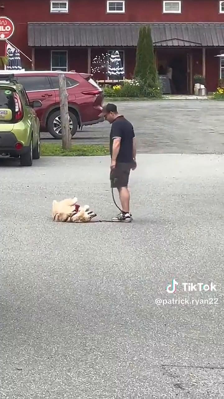 Un perro se tomó un descanso y se volvió viral