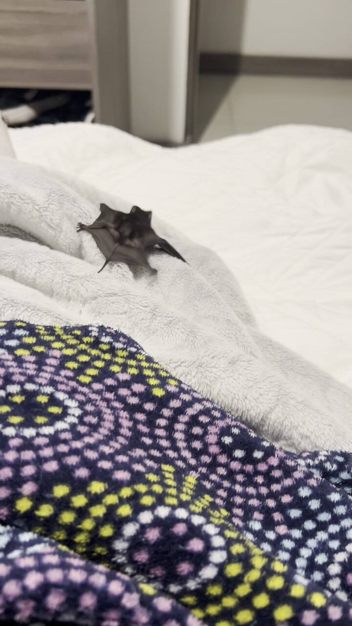 Lajumotta Despertar Con Un Murciélago