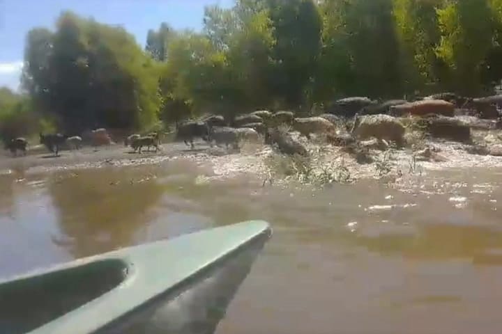GIF jabalíes