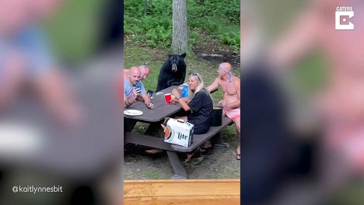 Un oso se coló en un pici familiar en Maryland, Estados Unidos