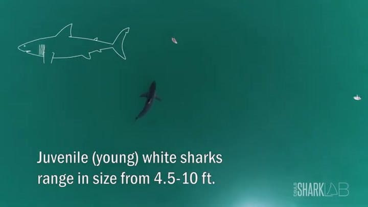 Los consejos de las autoridades ante la presencia de tiburones en la costa de California