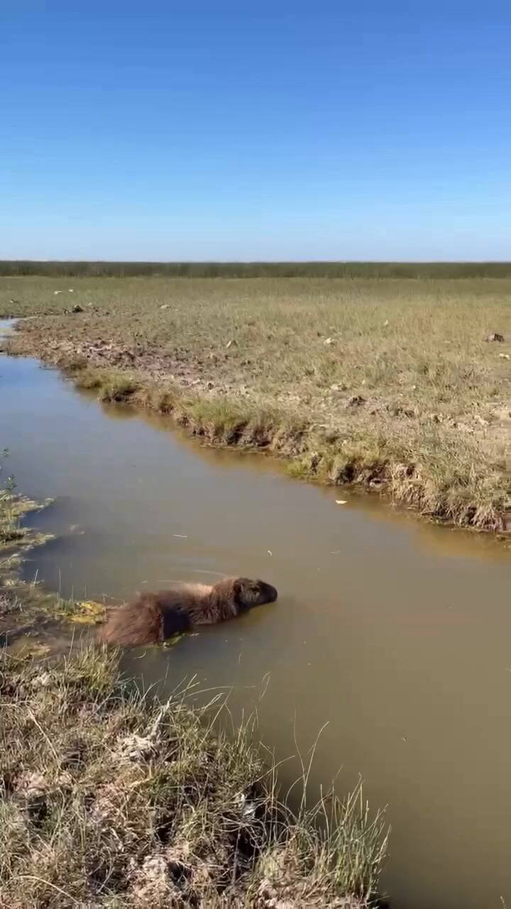 Un carpincho volvió a la naturaleza tras ser atropellado y recuperado