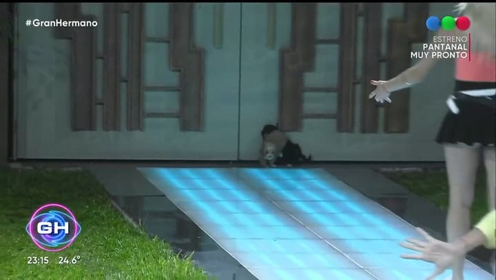 La llegada de dos perritos inundó de ternura la casa de Gran Hermano