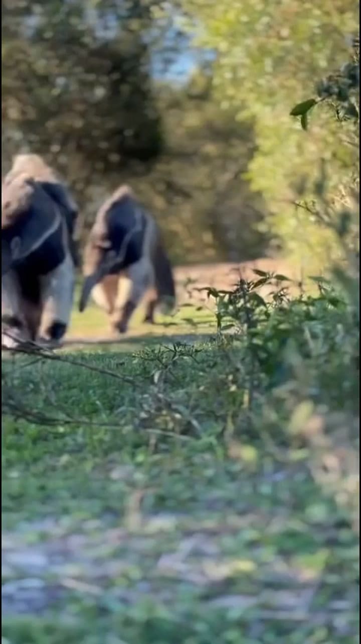 Encuentro de dos osos hormigueros en el Parque Nacional Iberá