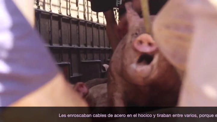 Cielo y Oscar, los dos chanchos rescatados