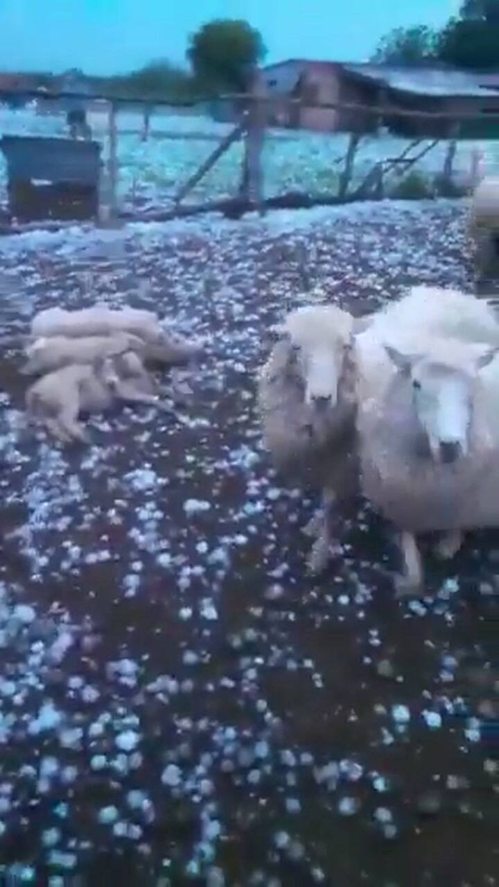 Fuerte granizada en la zona de Fortín Olmos, Santa Fe