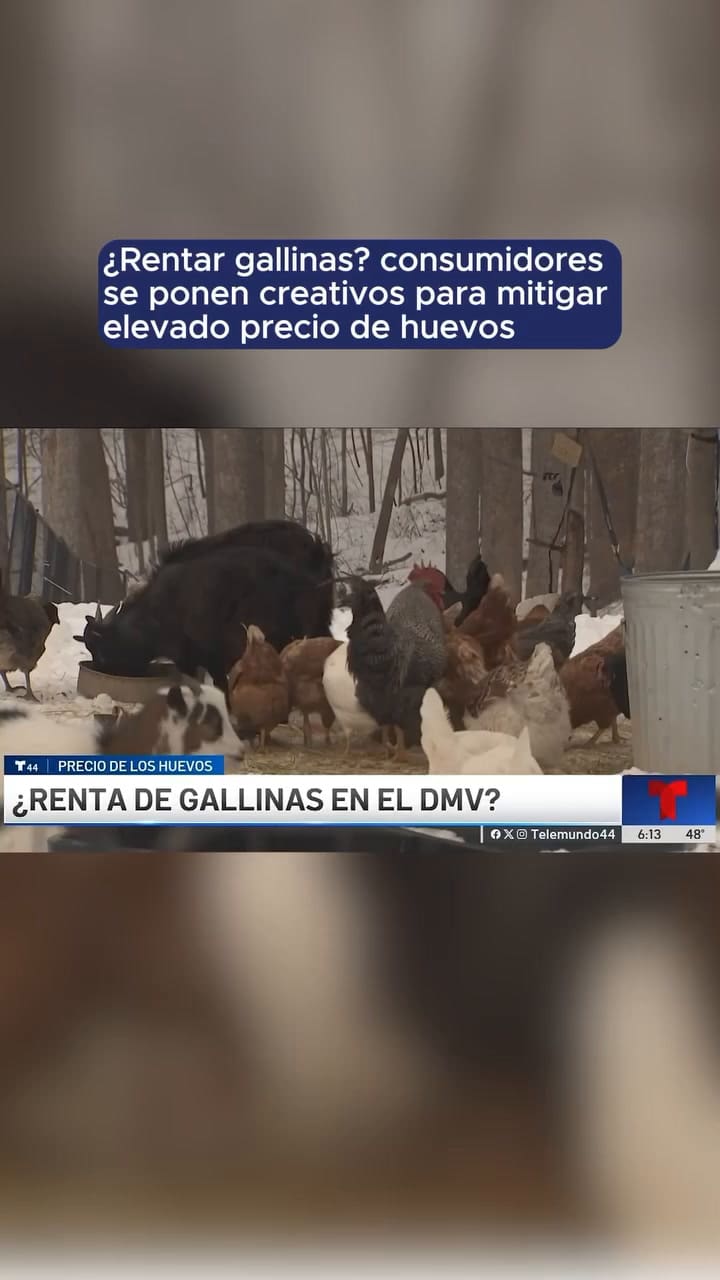 En Estados Unidos potencian la renta de gallinas
