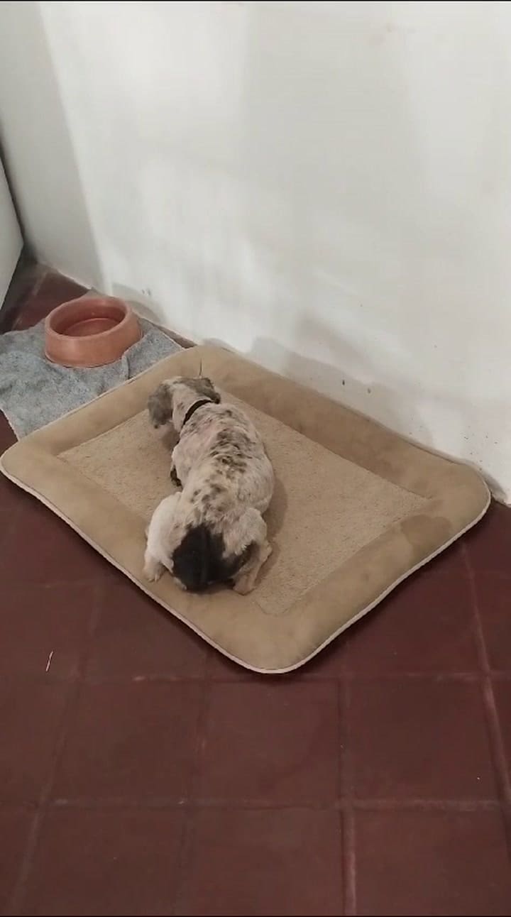 Lázaro disfruta de su nueva cama