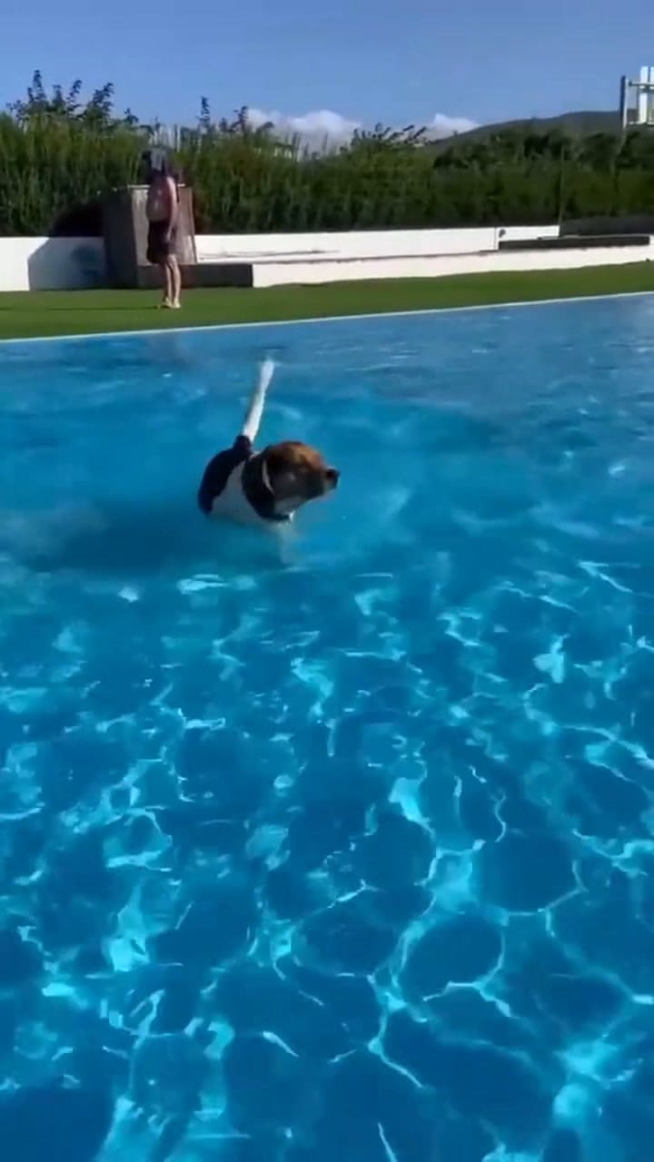 Cómo los perros podrían detectar el cáncer