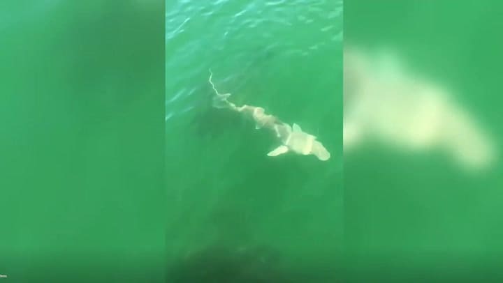Pescó un tiburon