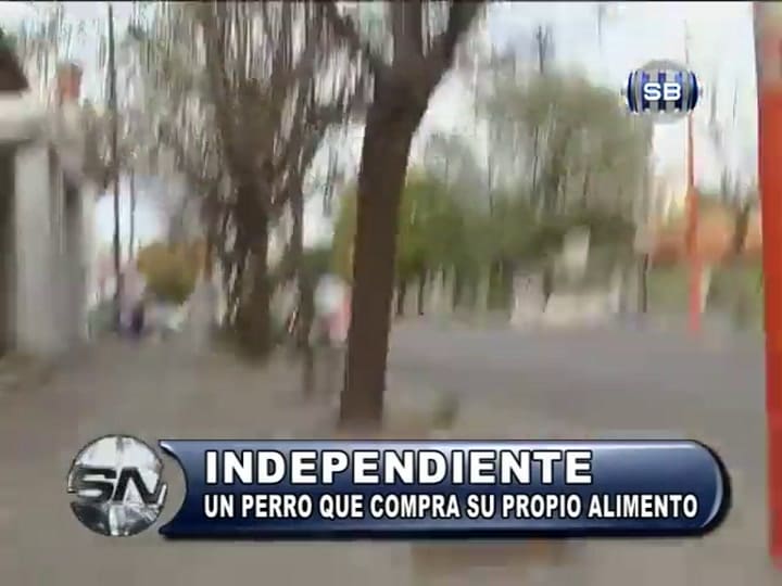 El adiós al perro canillita - Fuente: Somos Bahía