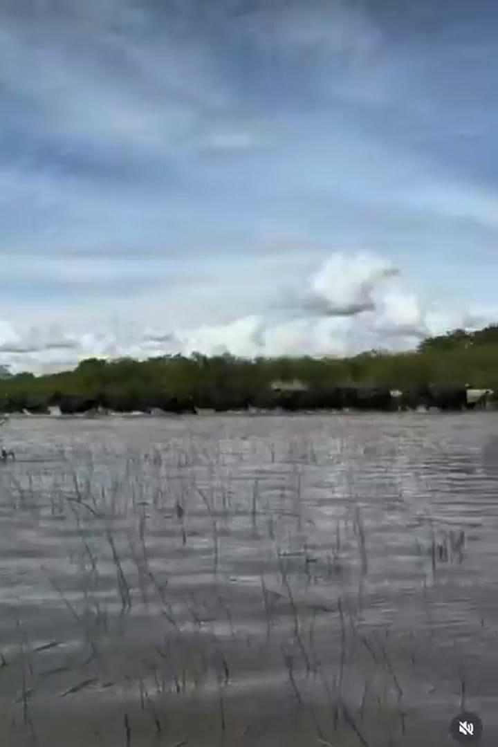Arreo de hacienda desde las islas a tierra firme en medio de las inundaciones en el litoral santafesino