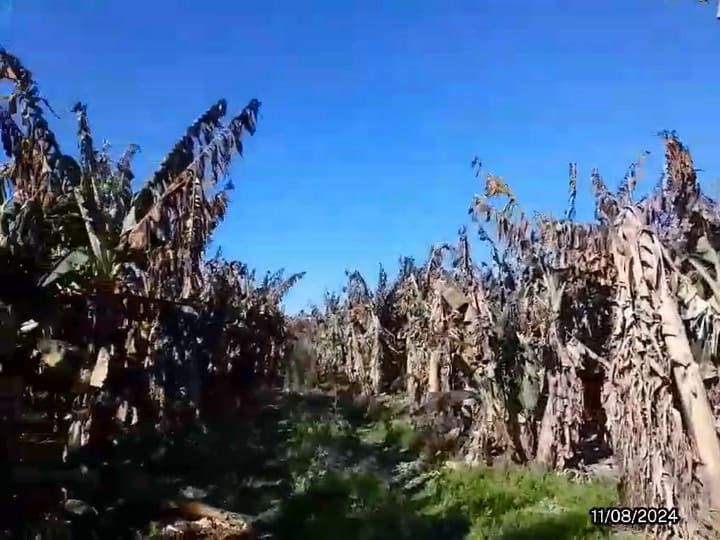 Whatsapp Video 2024-08-19 At 12.06.40 (1)