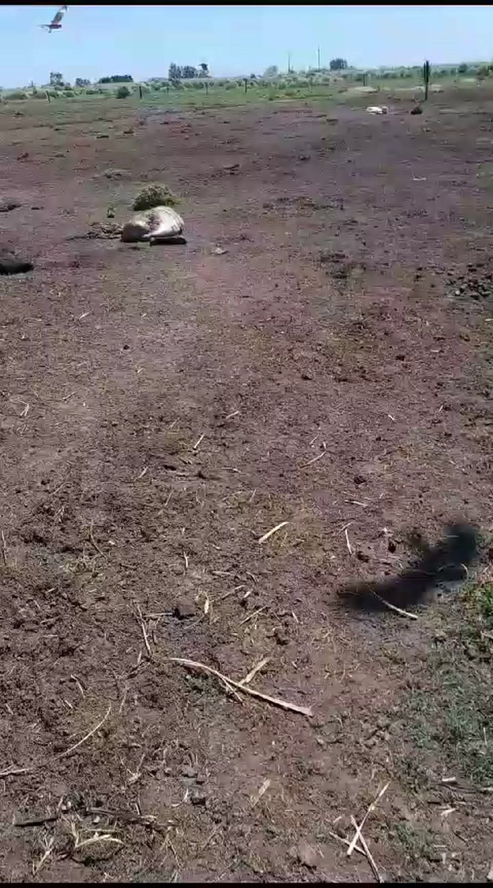 Entraron al campo y le mataron siete animales