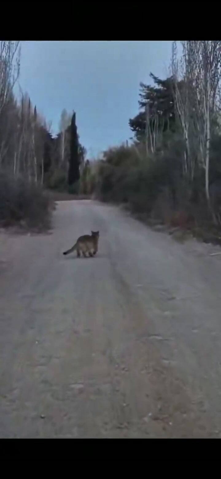 El video que compartieron los vecinos de la zona
