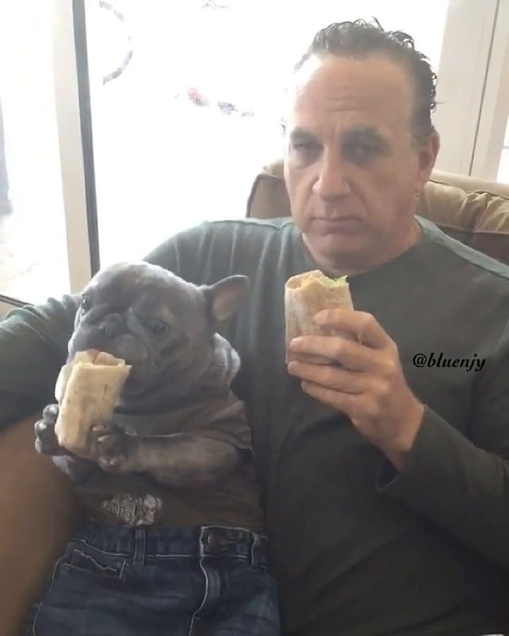Bulldog francés come un wrap con las patas delanteras - Fuente: Instagram @bluenjy